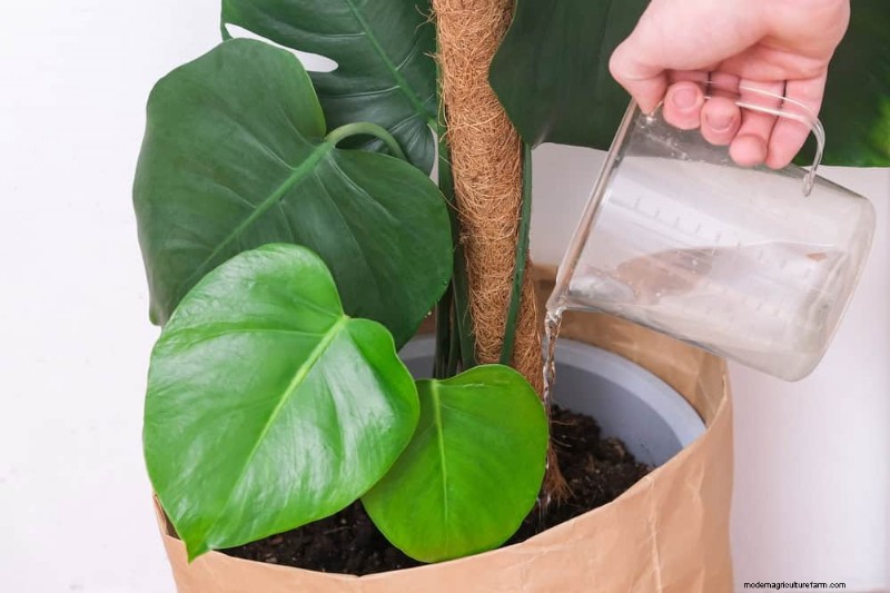 Monstera Care: 7 Expert Tips for Thriving Plants