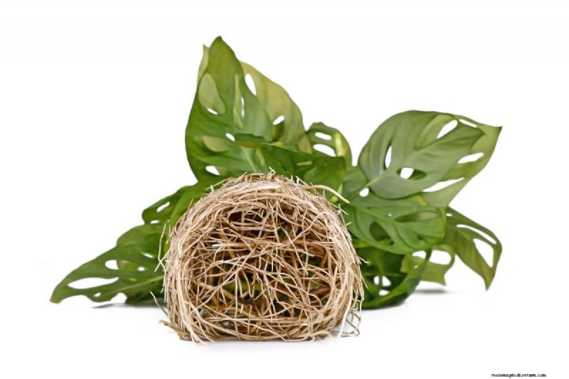 Monstera Care: 7 Expert Tips for Thriving Plants
