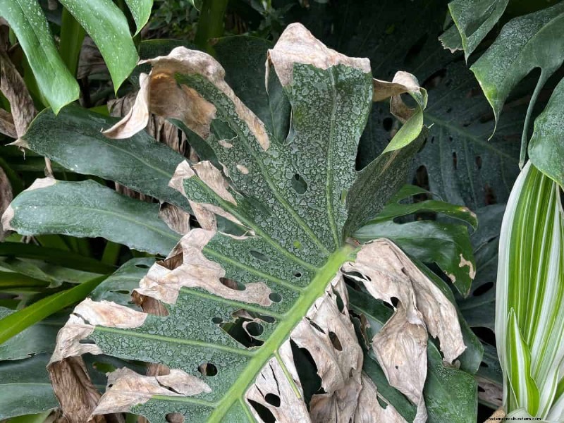 Monstera Care: 7 Expert Tips for Thriving Plants