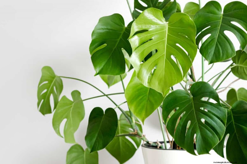 Monstera Care: 7 Expert Tips for Thriving Plants