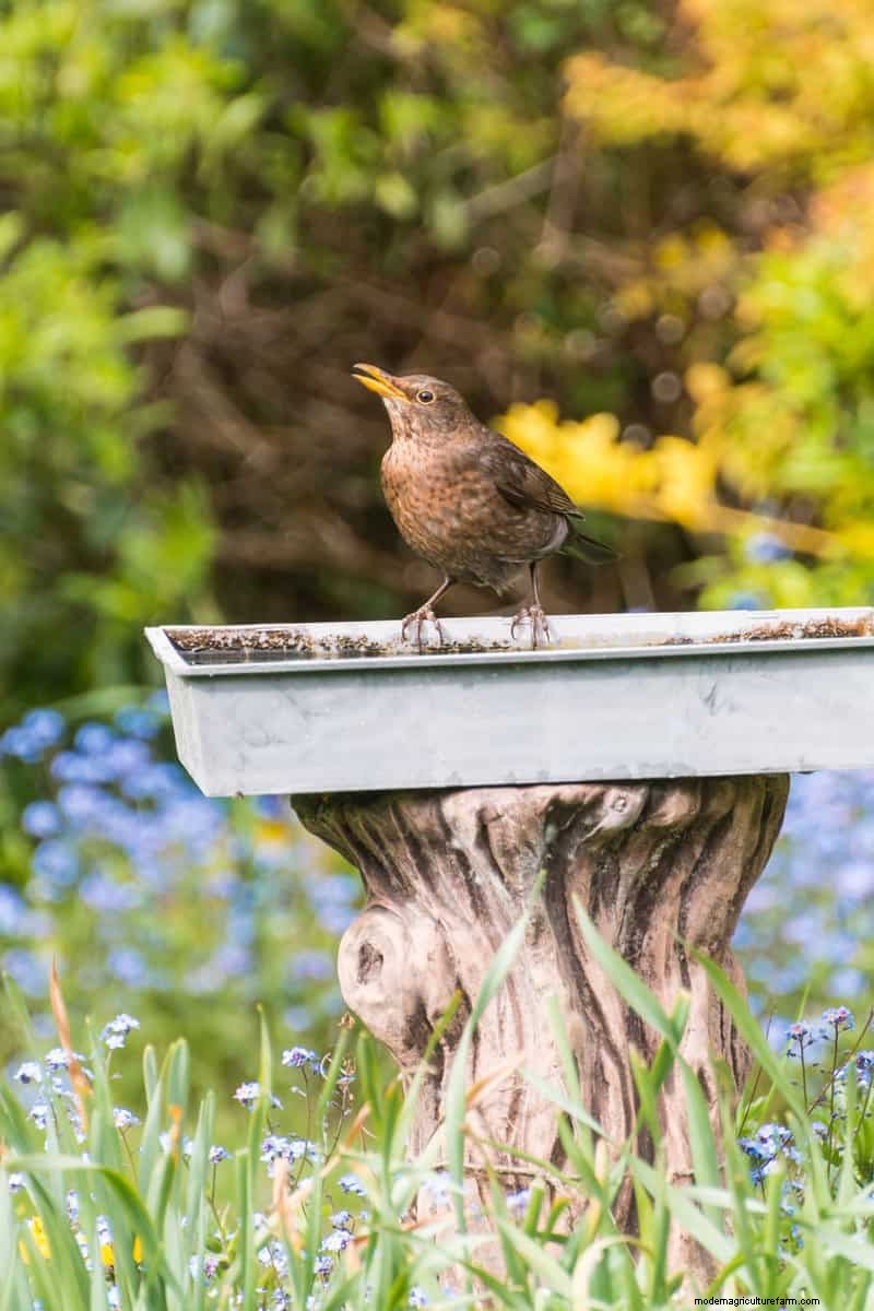 Attract Birds: DIY Bird Bath Projects for Your Garden