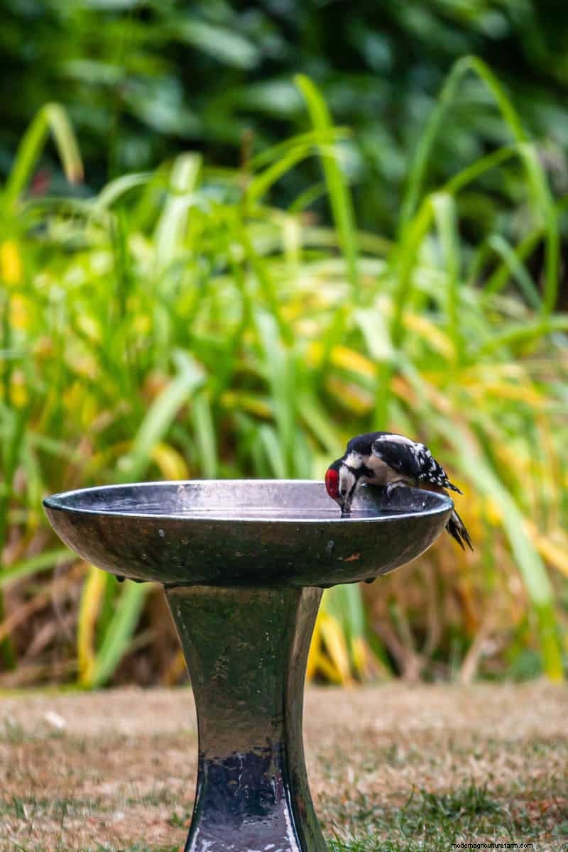 Attract Birds: DIY Bird Bath Projects for Your Garden