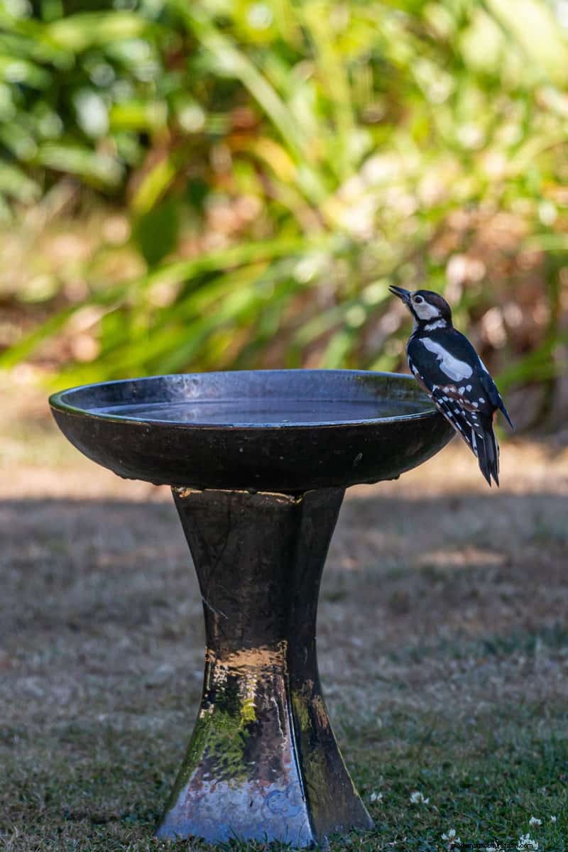 Attract Birds: DIY Bird Bath Projects for Your Garden