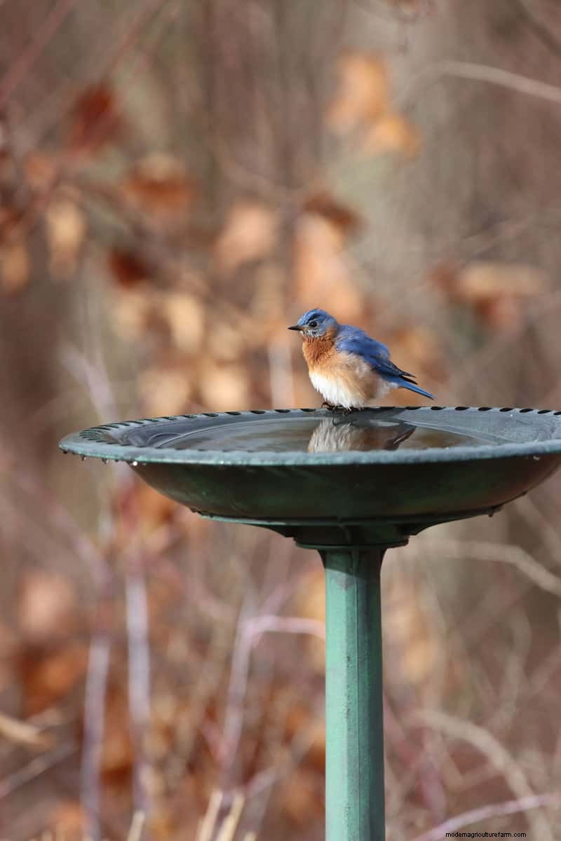 Attract Birds: DIY Bird Bath Projects for Your Garden