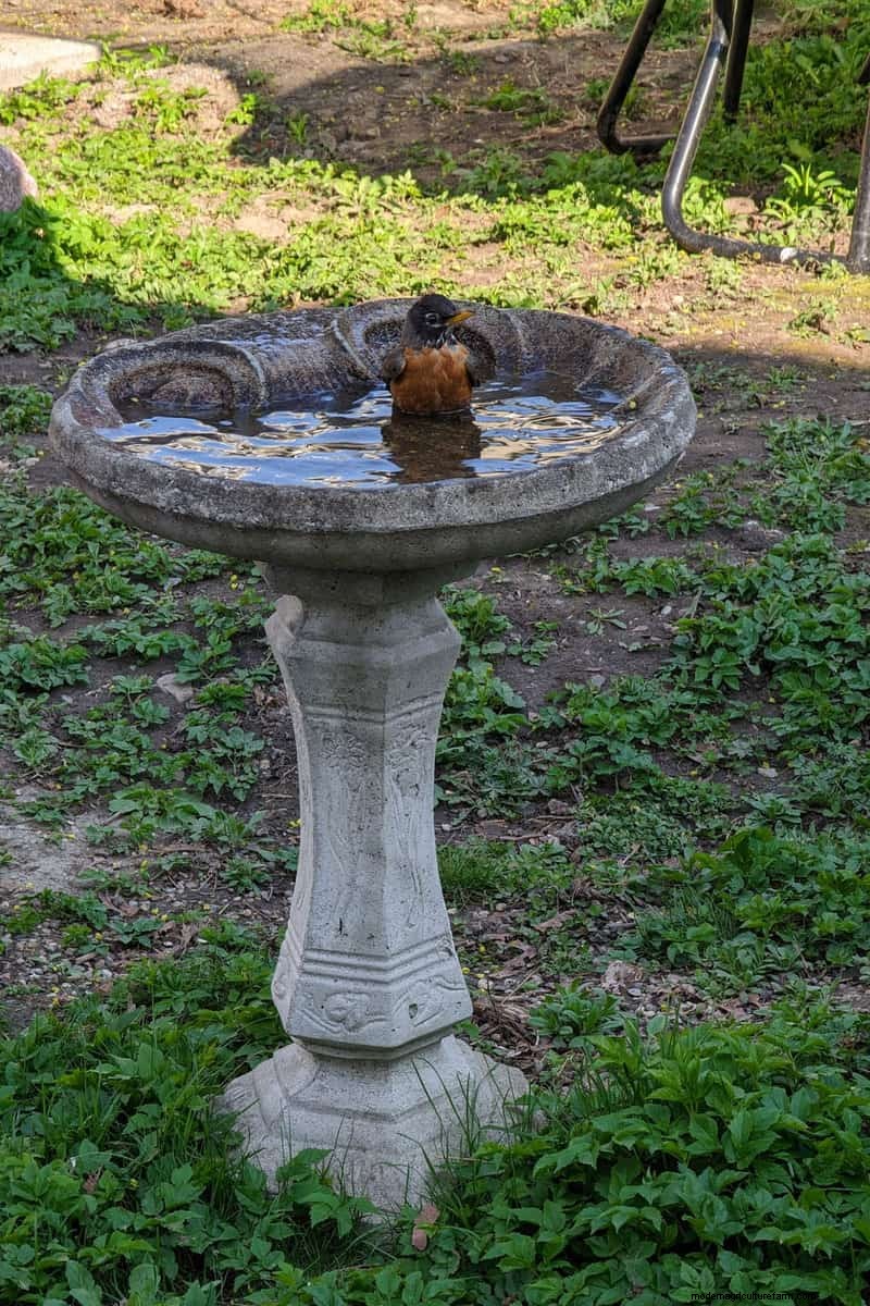 Attract Birds: DIY Bird Bath Projects for Your Garden