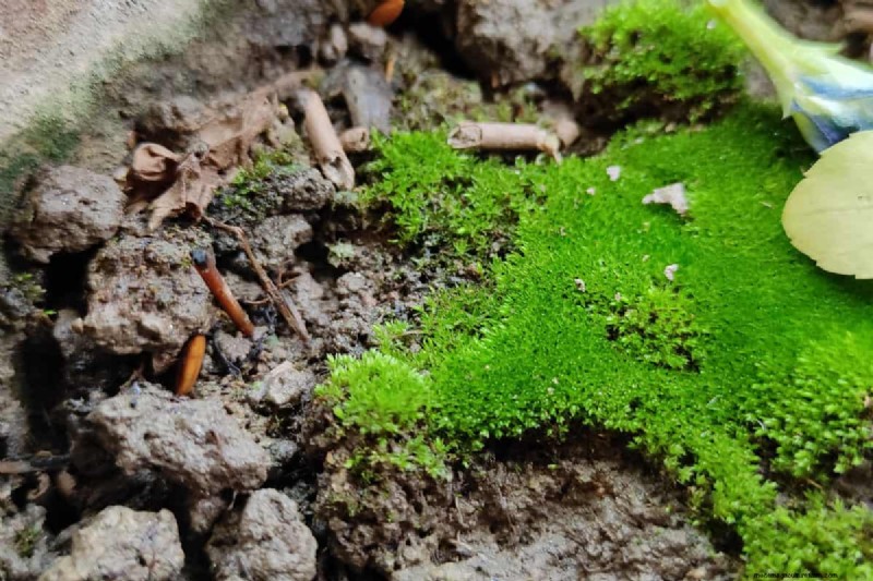 Green Soil in Garden: Causes, Solutions & Prevention
