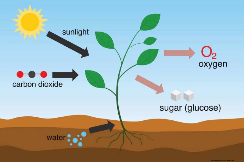 Green Soil in Garden: Causes, Solutions & Prevention