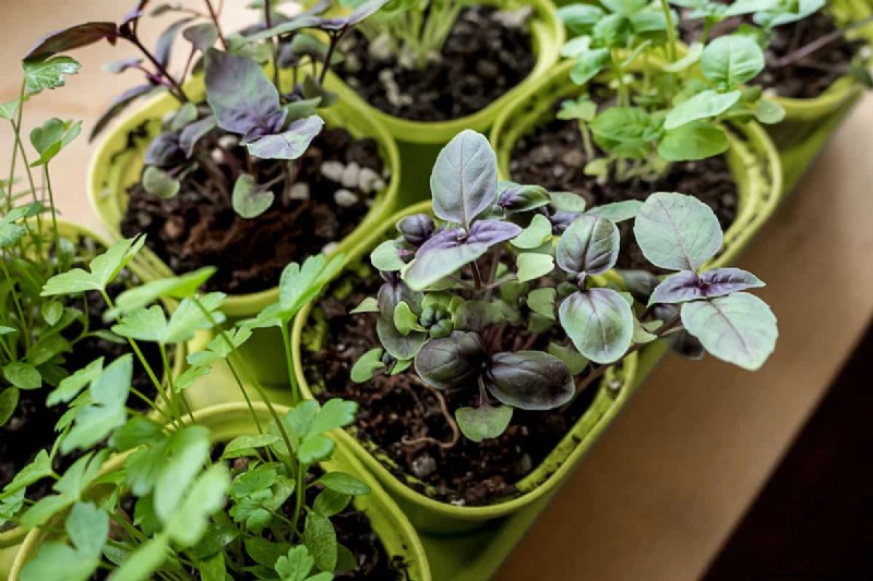 Green Soil in Garden: Causes, Solutions & Prevention