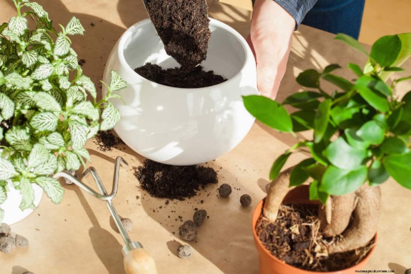 Green Soil in Garden: Causes, Solutions & Prevention