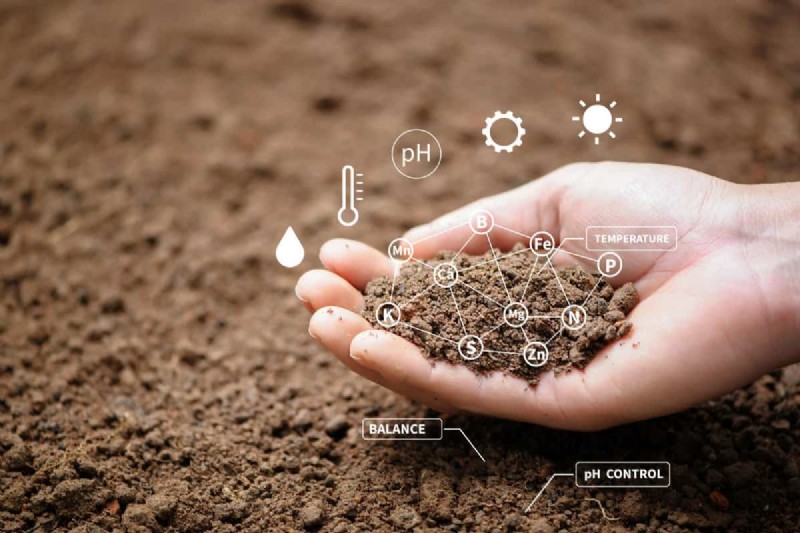 Green Soil in Garden: Causes, Solutions & Prevention