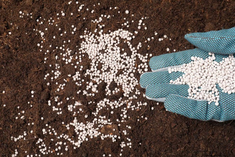 Green Soil in Garden: Causes, Solutions & Prevention