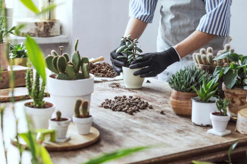 Green Soil in Garden: Causes, Solutions & Prevention