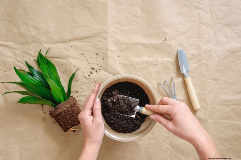 Green Soil in Garden: Causes, Solutions & Prevention