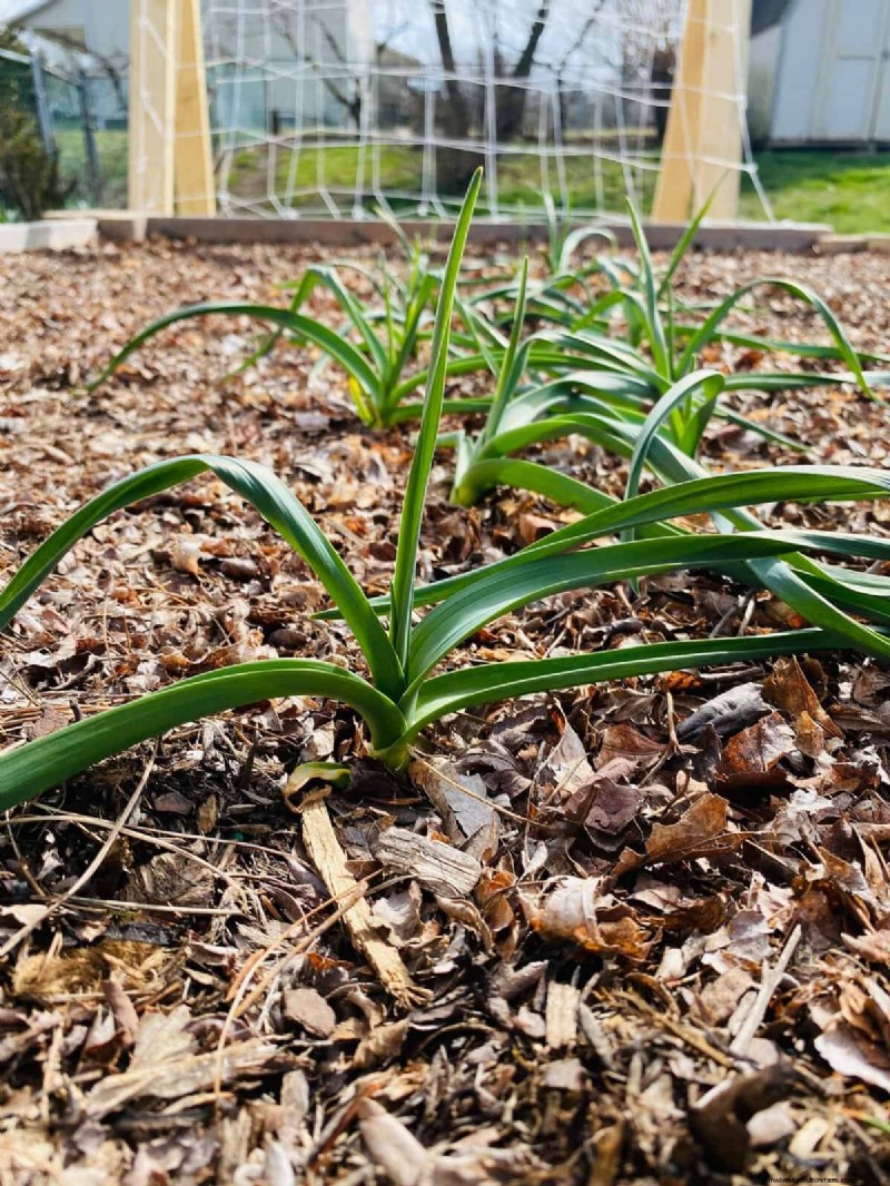Winterize Your Garden: A Guide to Fall Mulching for Plant Protection