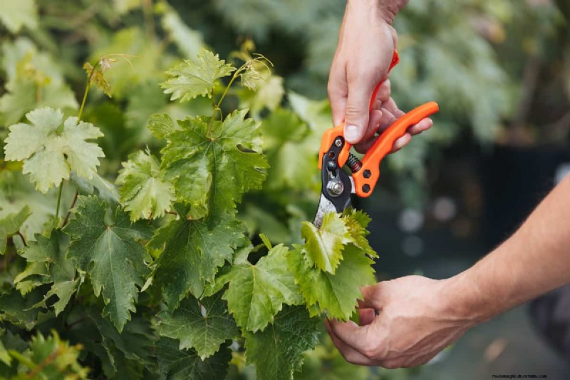 Essential Fall Gardening Tools: Prepare Your Garden for Winter
