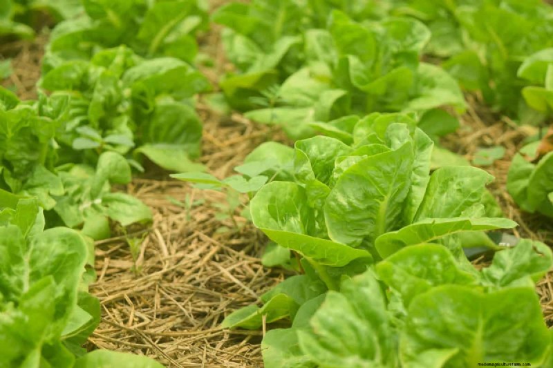 Extend Your Harvest: 6 Tips for a Successful Autumn Vegetable Garden
