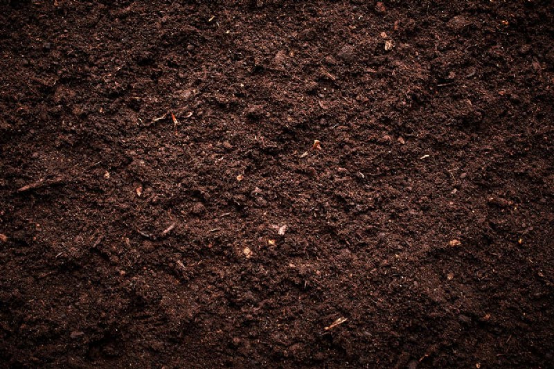 Extend Your Harvest: 6 Tips for a Successful Autumn Vegetable Garden
