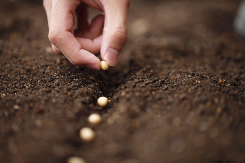 Extend Your Harvest: 6 Tips for a Successful Autumn Vegetable Garden
