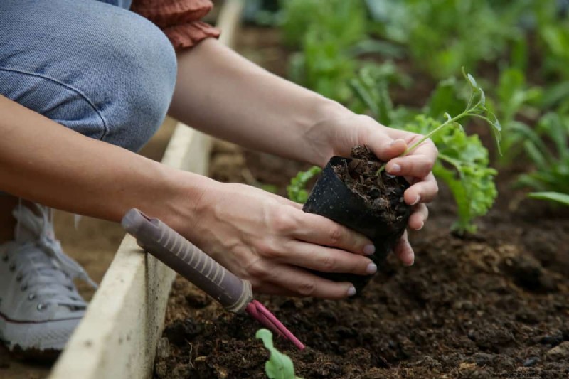 Extend Your Harvest: 6 Tips for a Successful Autumn Vegetable Garden