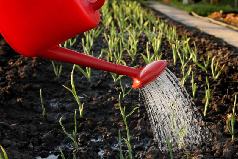 Extend Your Harvest: 6 Tips for a Successful Autumn Vegetable Garden