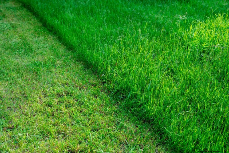 Fall Lawn Drainage: Causes, Solutions & Prevention