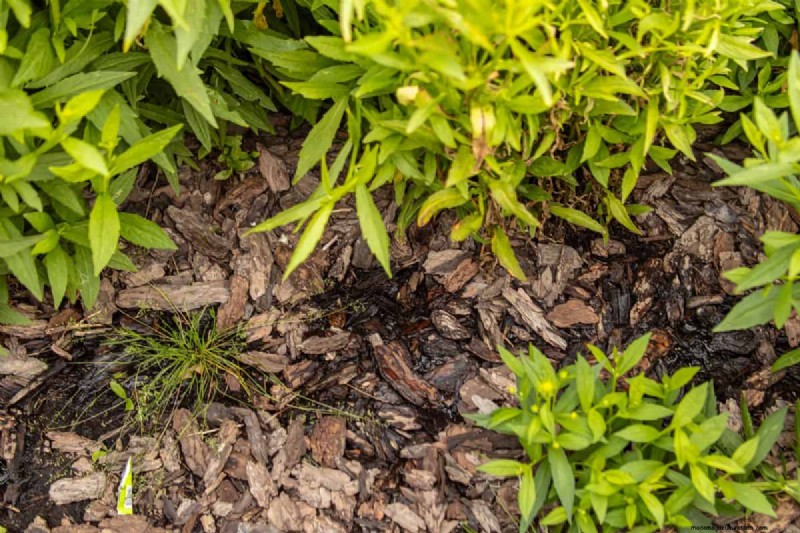 Protect Your Garden: 10 Fall Soil Hacks to Prevent Frost Damage