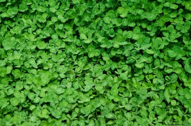Protect Your Garden: 10 Fall Soil Hacks to Prevent Frost Damage