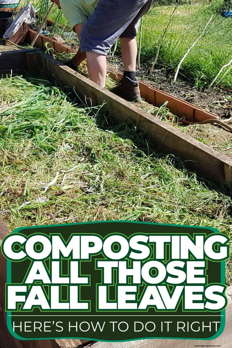 Fall Leaf Composting: A Complete Guide to Soil Enrichment