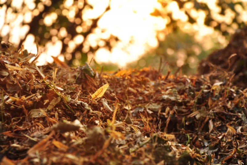 Fall Leaf Composting: A Complete Guide to Soil Enrichment