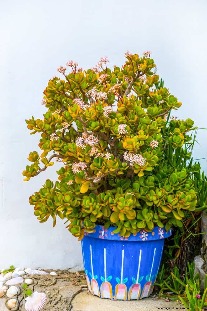 Black Pepper for Jade Plants: Boost Growth & Health | Expert Gardening Tips