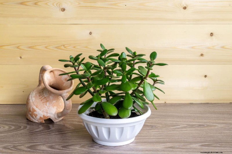 Black Pepper for Jade Plants: Boost Growth & Health | Expert Gardening Tips