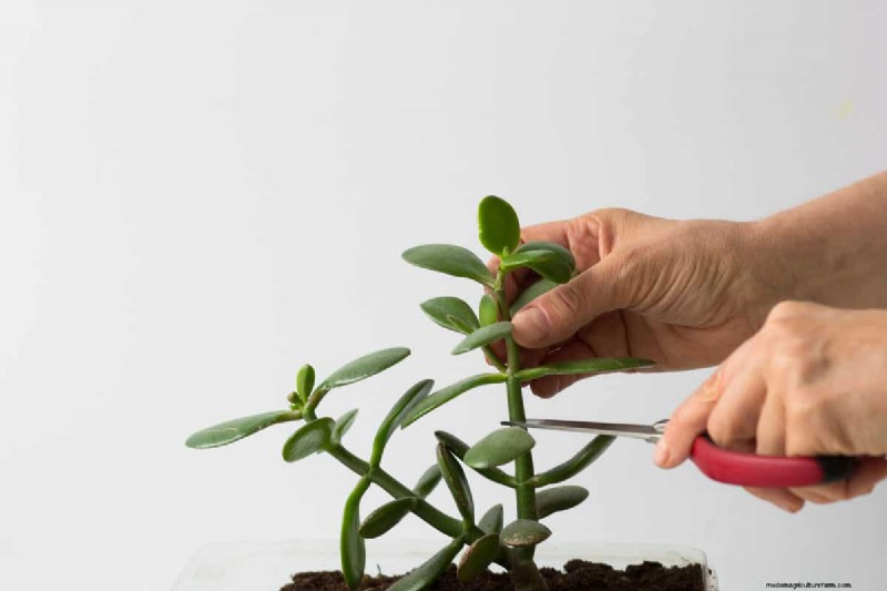 Black Pepper for Jade Plants: Boost Growth & Health | Expert Gardening Tips