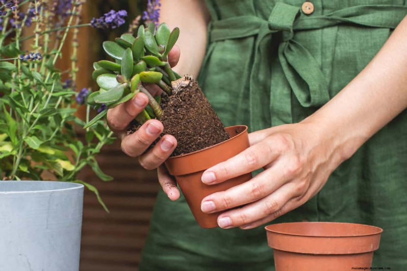 Black Pepper for Jade Plants: Boost Growth & Health | Expert Gardening Tips