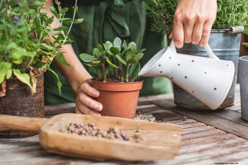 Black Pepper for Jade Plants: Boost Growth & Health | Expert Gardening Tips
