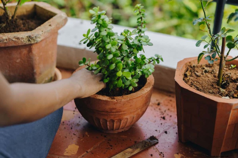 Black Pepper for Jade Plants: Boost Growth & Health | Expert Gardening Tips