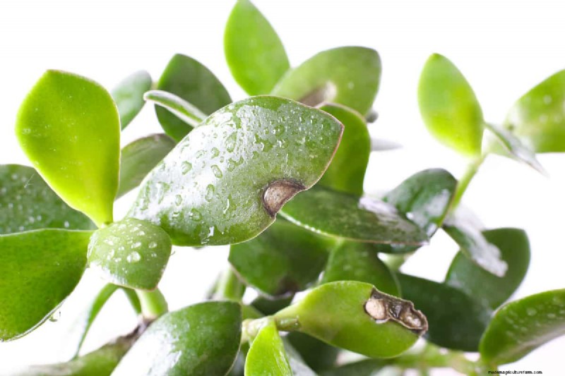 Black Pepper for Jade Plants: Boost Growth & Health | Expert Gardening Tips