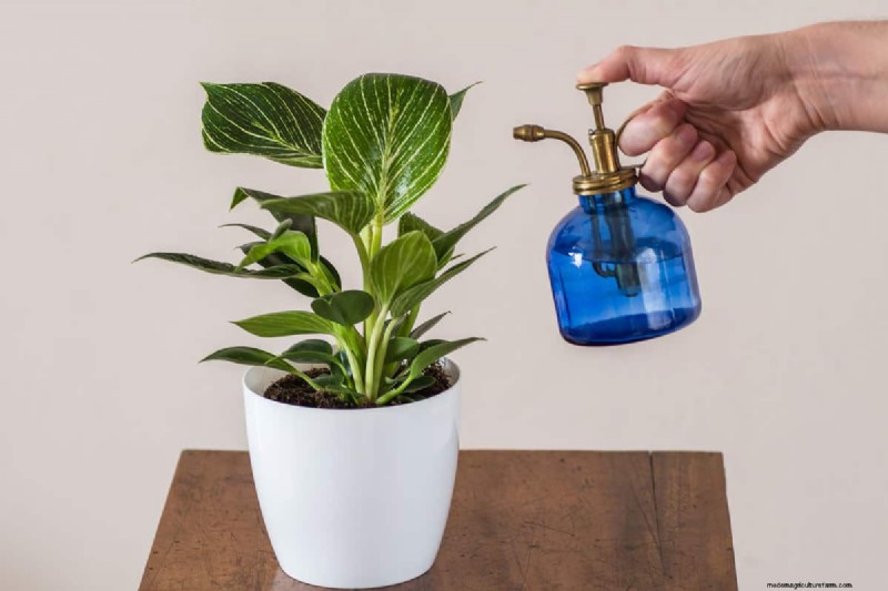 Houseplant Care: The Benefits of Misting & Boosting Humidity