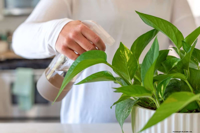 Houseplant Care: The Benefits of Misting & Boosting Humidity