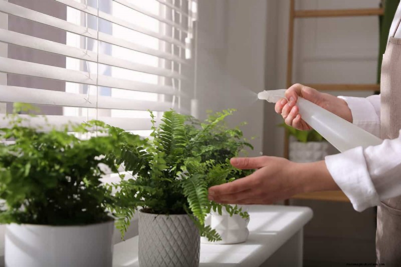 Houseplant Care: The Benefits of Misting & Boosting Humidity