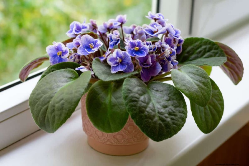 Houseplant Care: The Benefits of Misting & Boosting Humidity