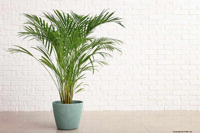 Houseplant Care: The Benefits of Misting & Boosting Humidity