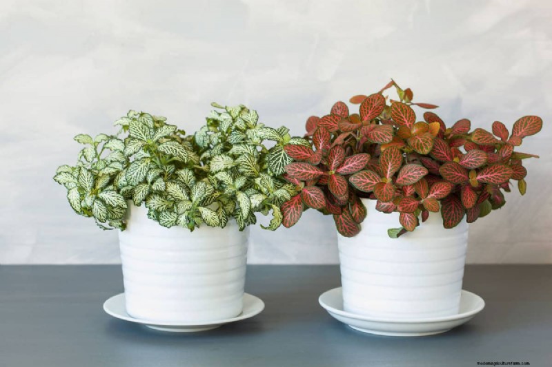 Houseplant Care: The Benefits of Misting & Boosting Humidity