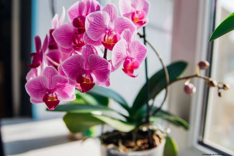 Houseplant Care: The Benefits of Misting & Boosting Humidity