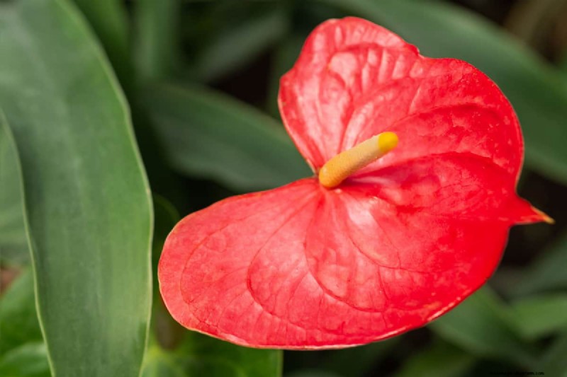 Houseplant Care: The Benefits of Misting & Boosting Humidity