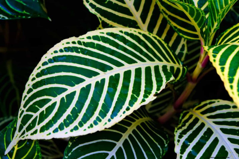Houseplant Care: The Benefits of Misting & Boosting Humidity