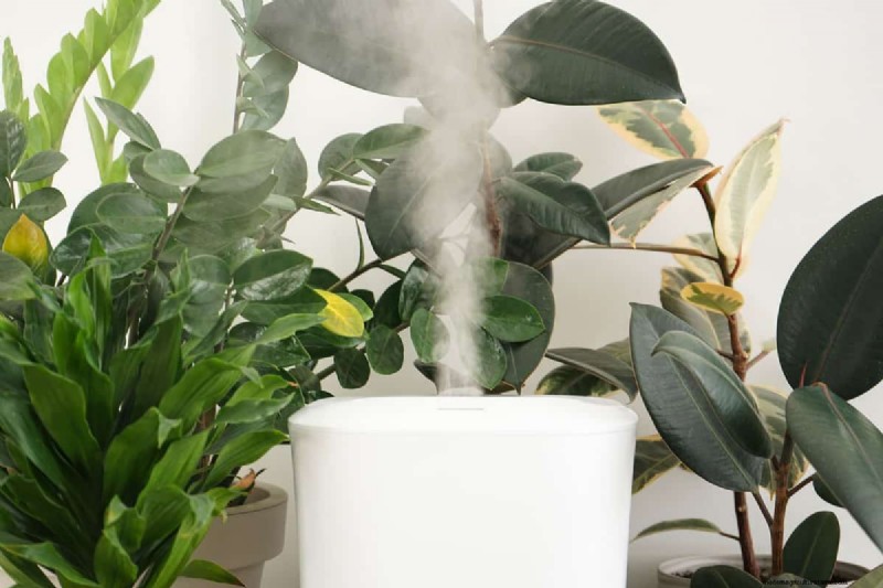 Houseplant Care: The Benefits of Misting & Boosting Humidity