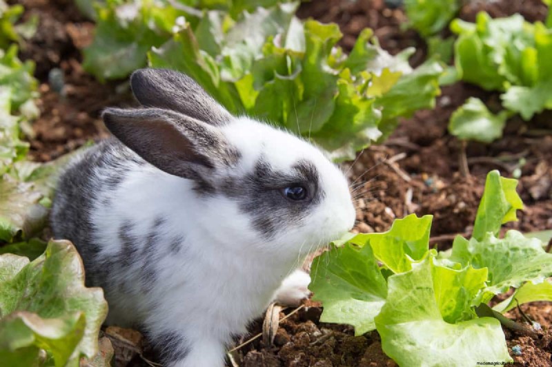 Protect Your Garden: 8 Effective Rabbit Deterrents & Prevention Strategies