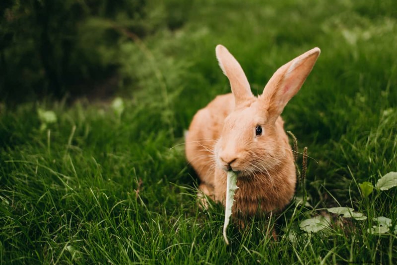 Protect Your Garden: 8 Effective Rabbit Deterrents & Prevention Strategies