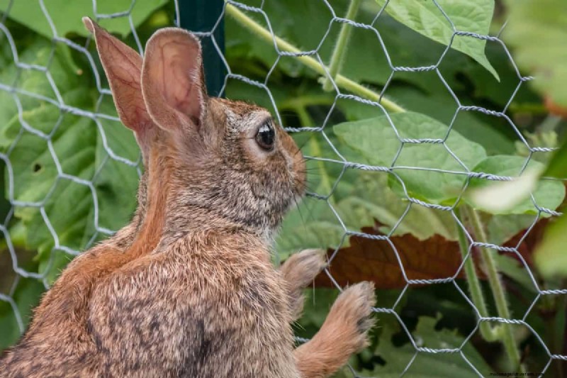 Protect Your Garden: 8 Effective Rabbit Deterrents & Prevention Strategies