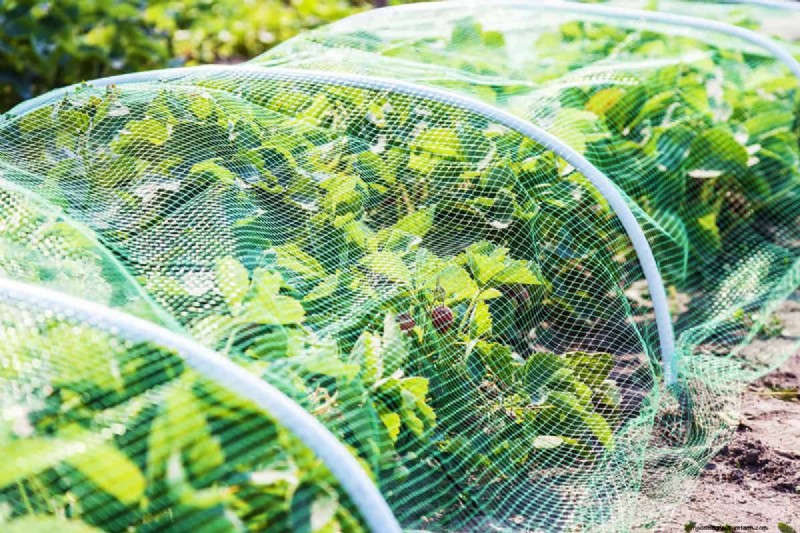 Protect Your Garden: 8 Effective Rabbit Deterrents & Prevention Strategies